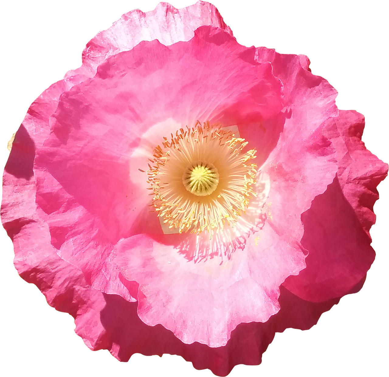 flower poppy pink free photo