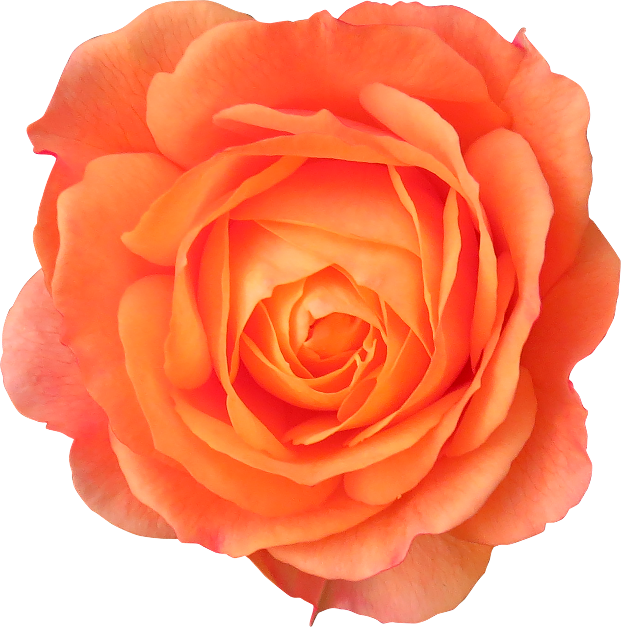 flower orange rose free photo