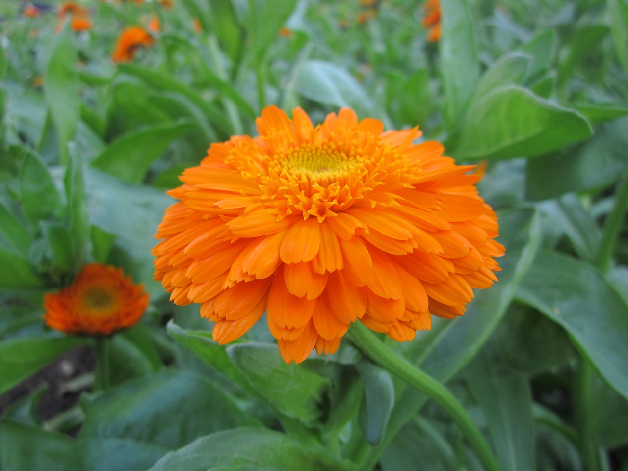 flower orange flowers orange free photo