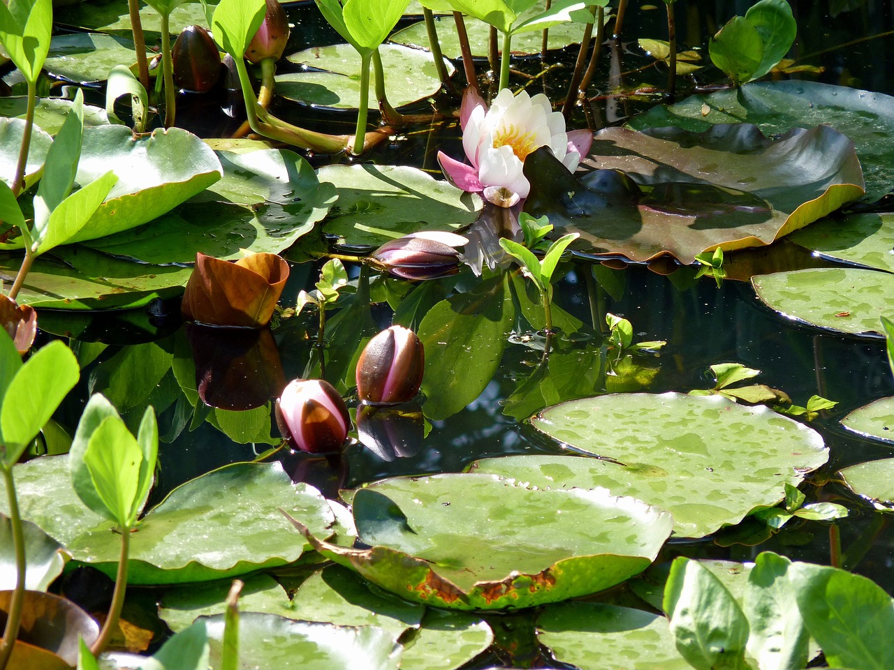flower water lily aquatic plant free photo