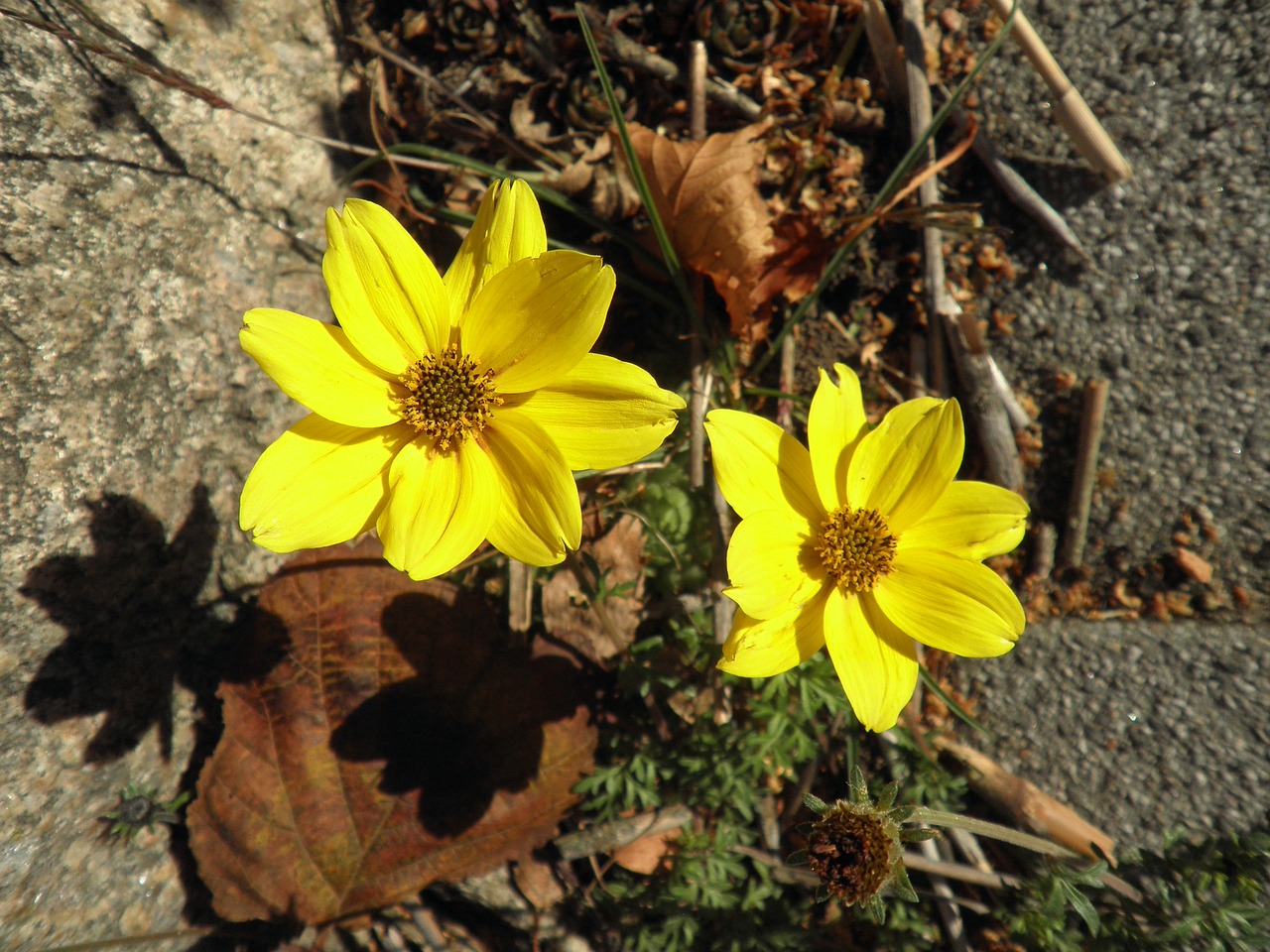 flower yellow small free photo