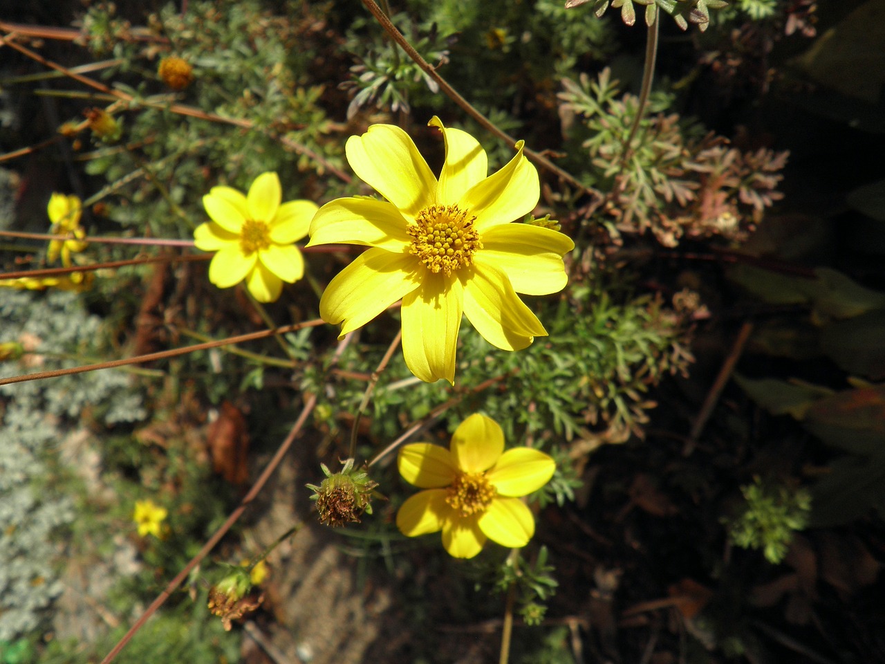 flower yellow small free photo