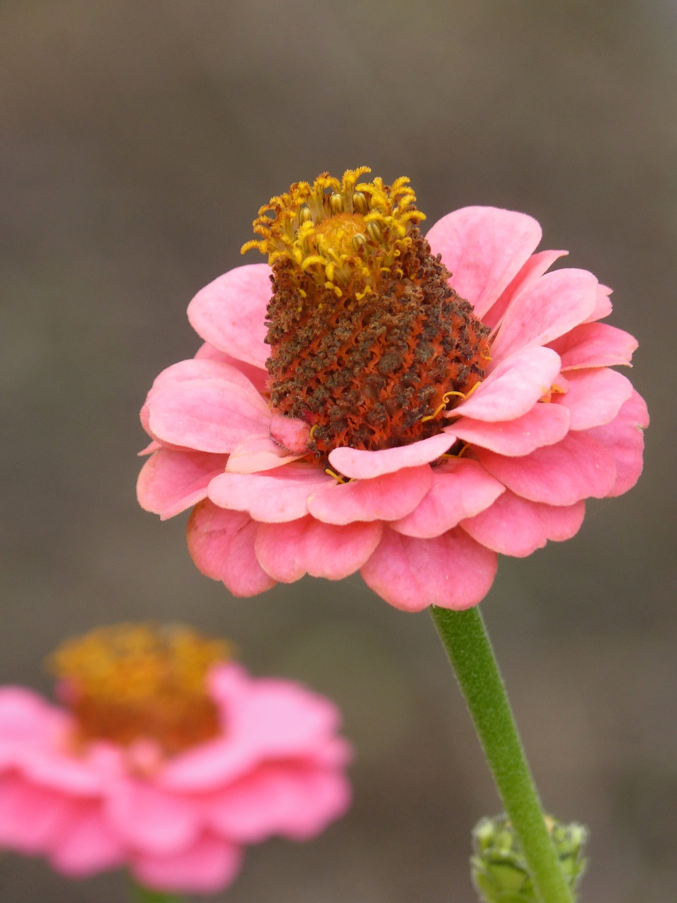 flower zinia pink free photo