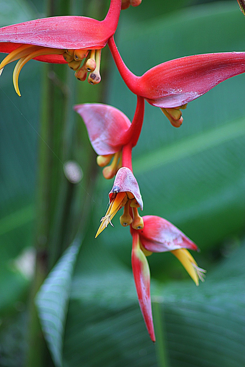 flower wildflower blossom free photo