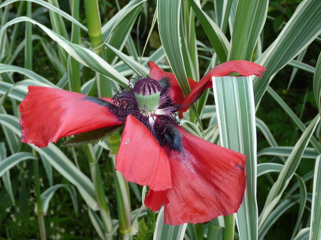 flower poppy garden free photo