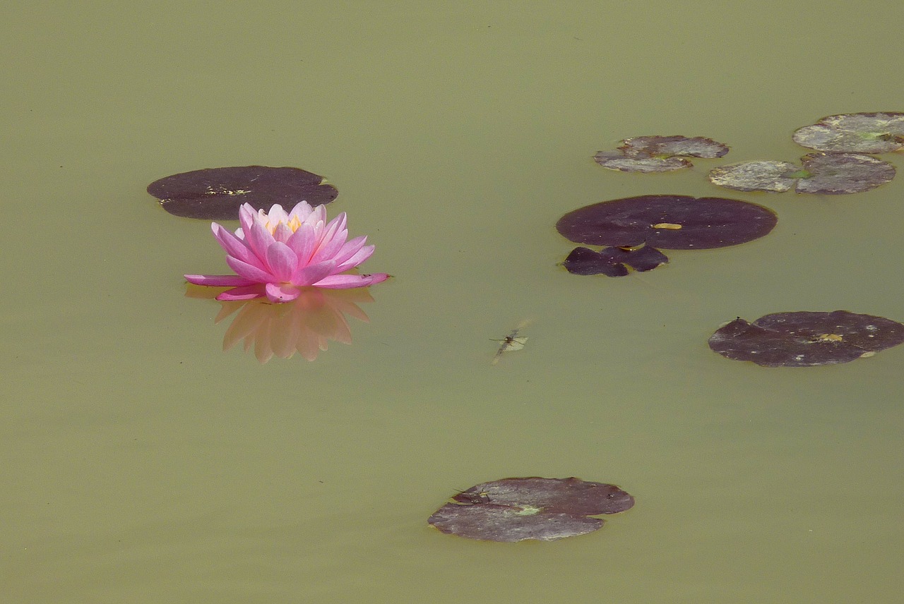 flower water lily aquatic plant free photo