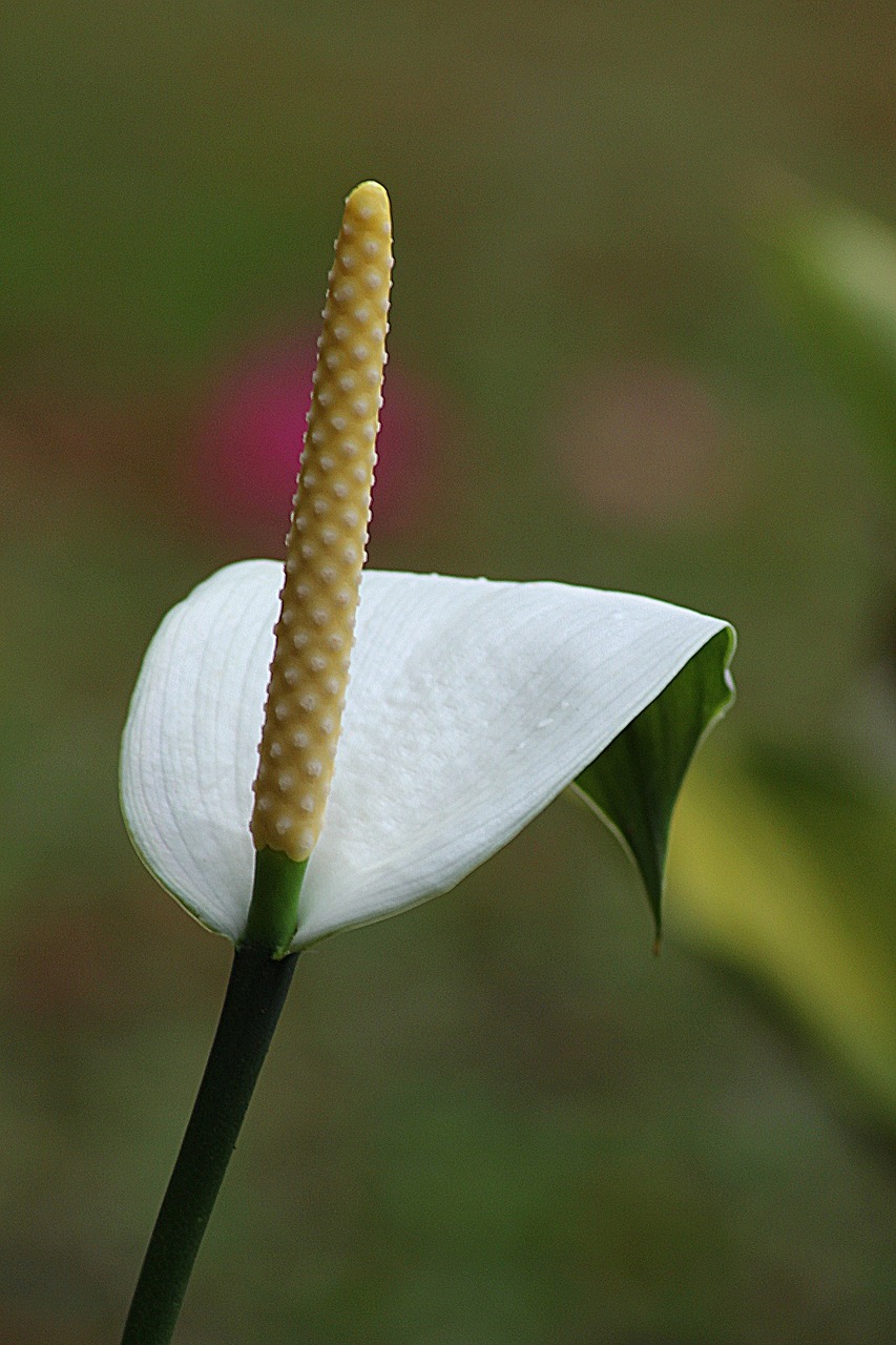 flower calla floral free photo
