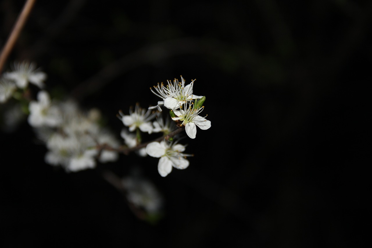 flower white spring free photo