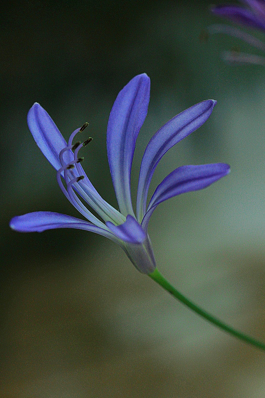 flower agapanthus floral free photo