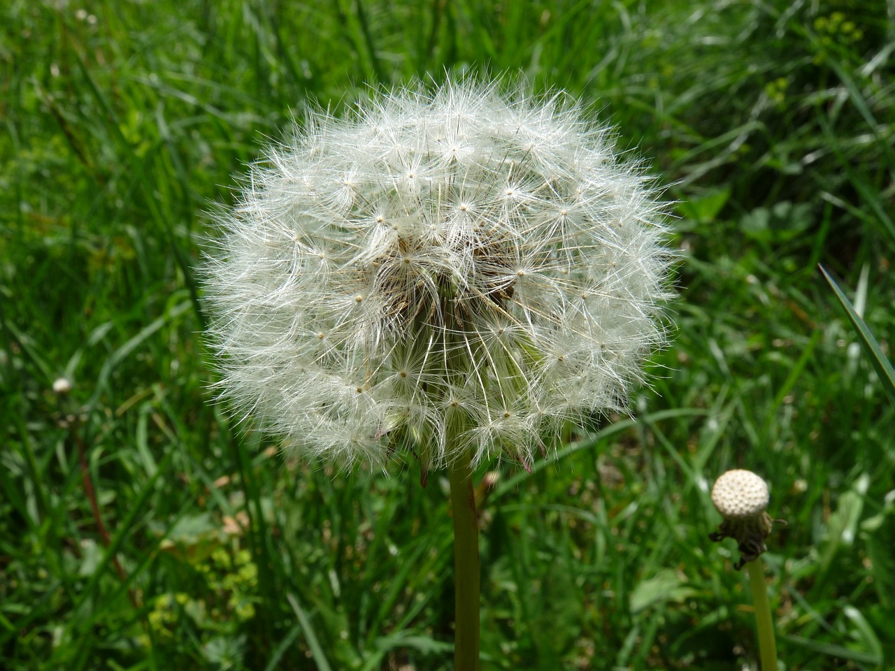 flower dandelion plant free photo