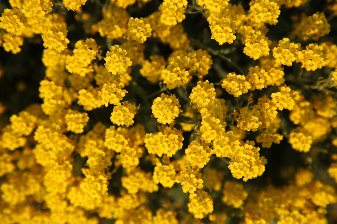 flower summer yellow free photo