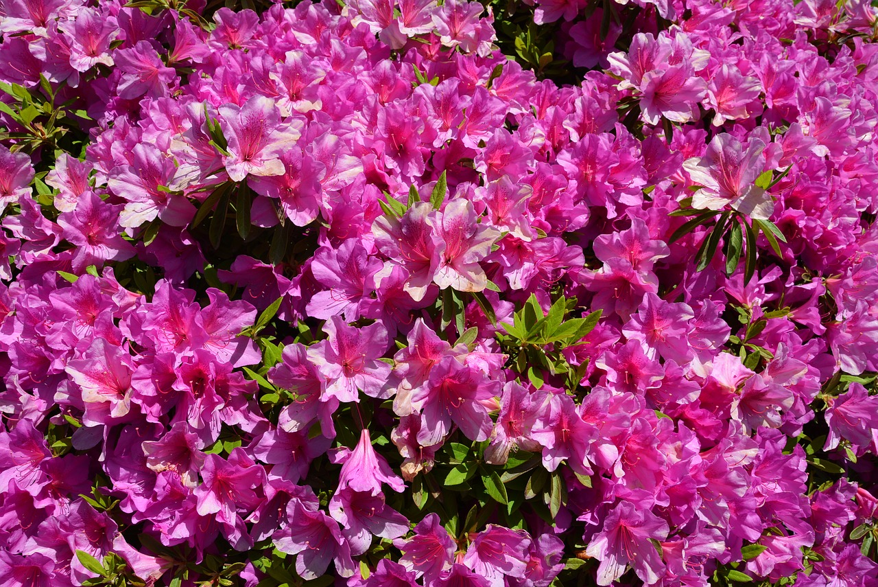 azalea flower spring free photo