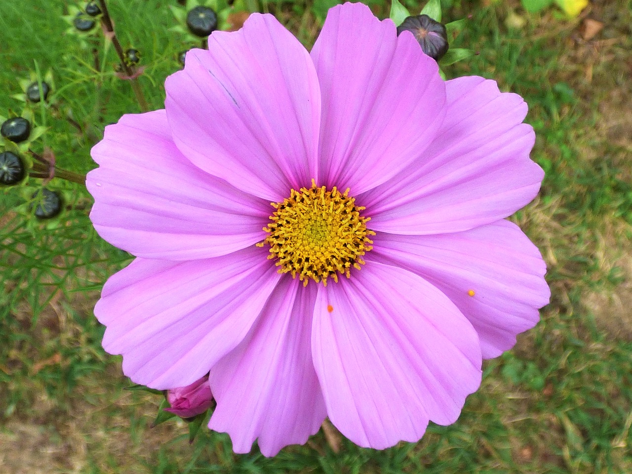 flower macro close-up free photo