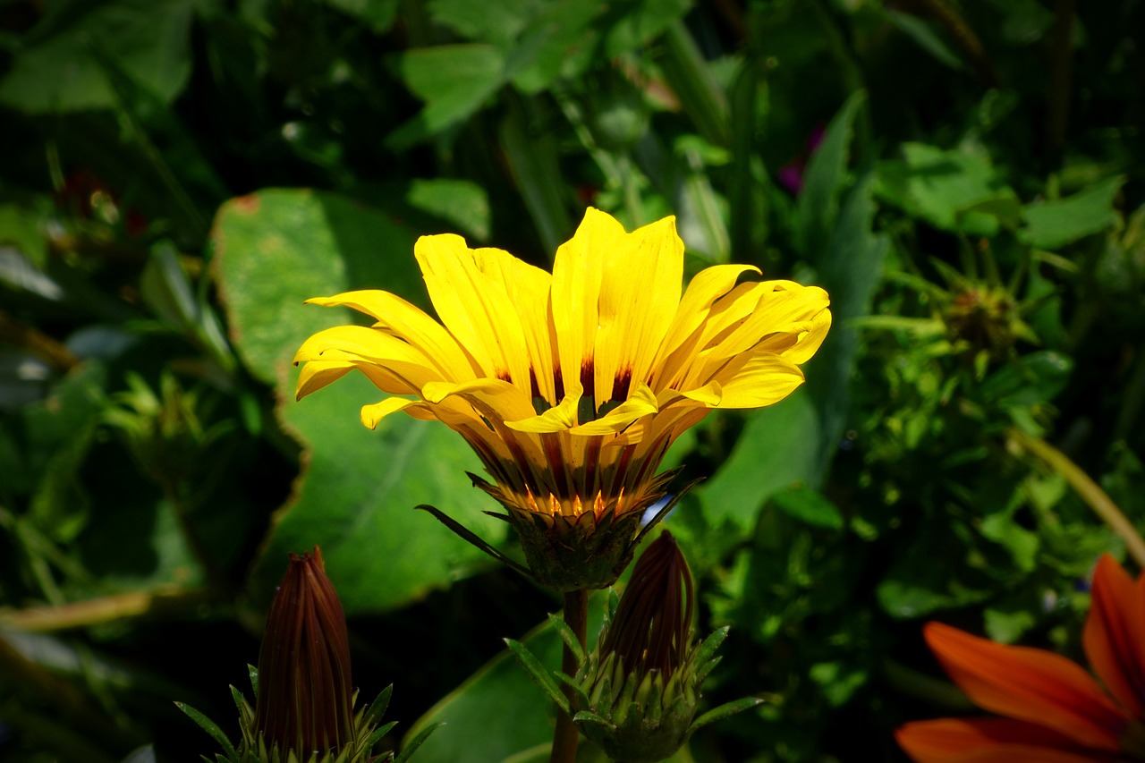 flower yellow flower plant free photo