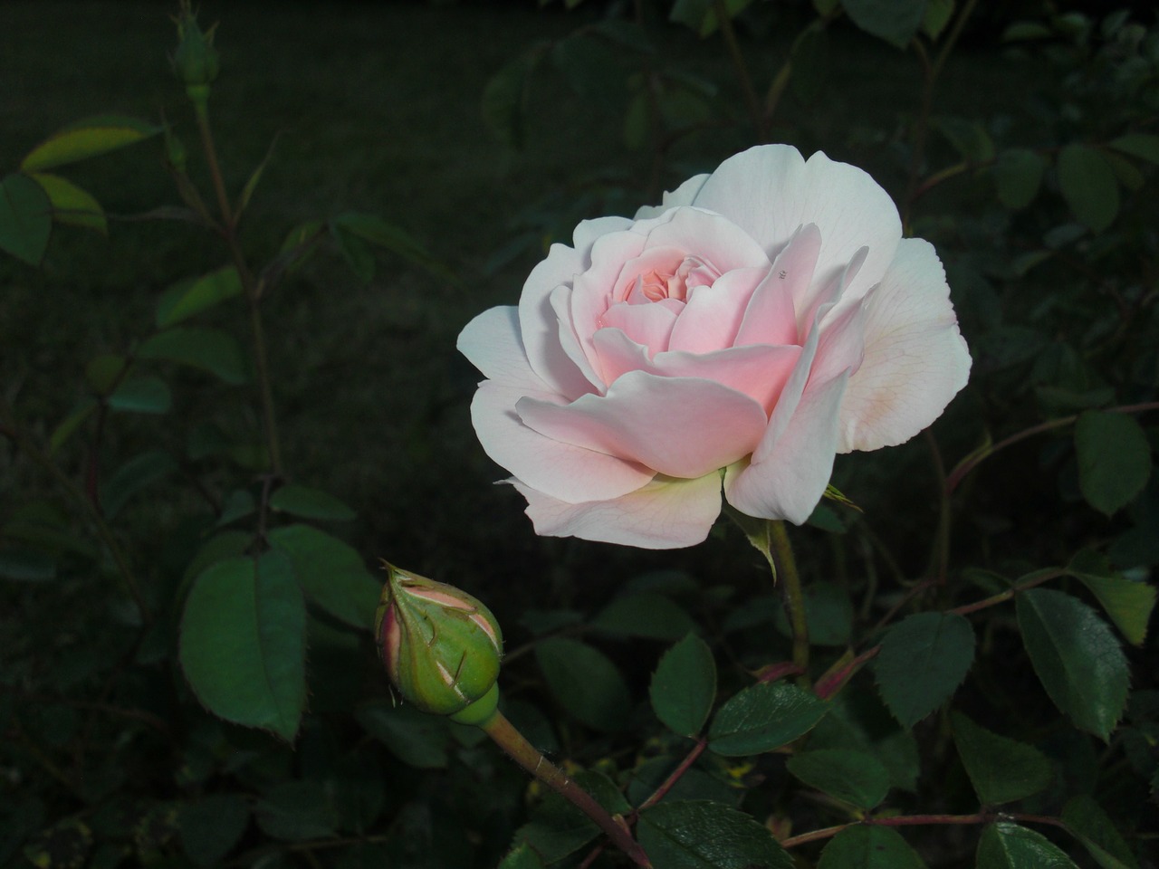 flower rose floral free photo