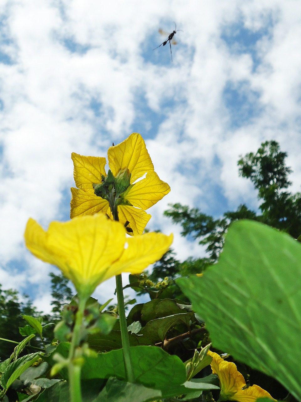 flower sky nature free photo