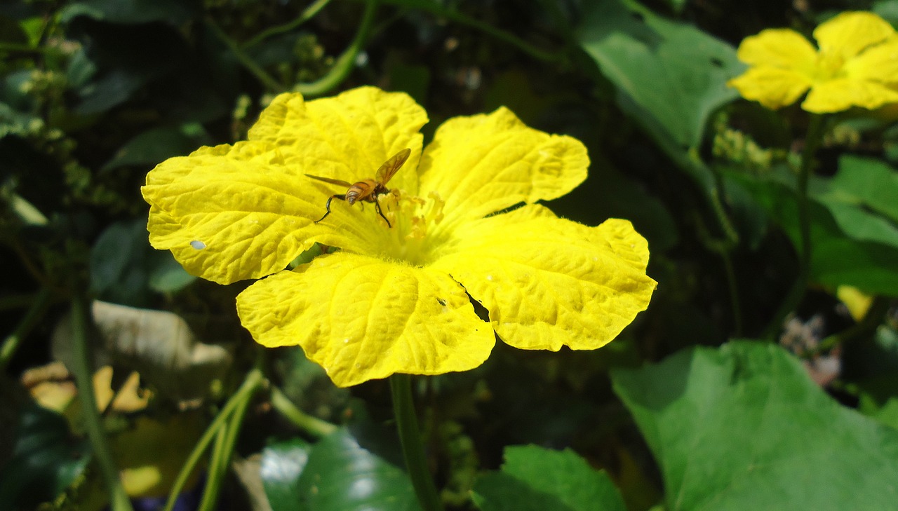 pumpkin blossom flower nature free photo