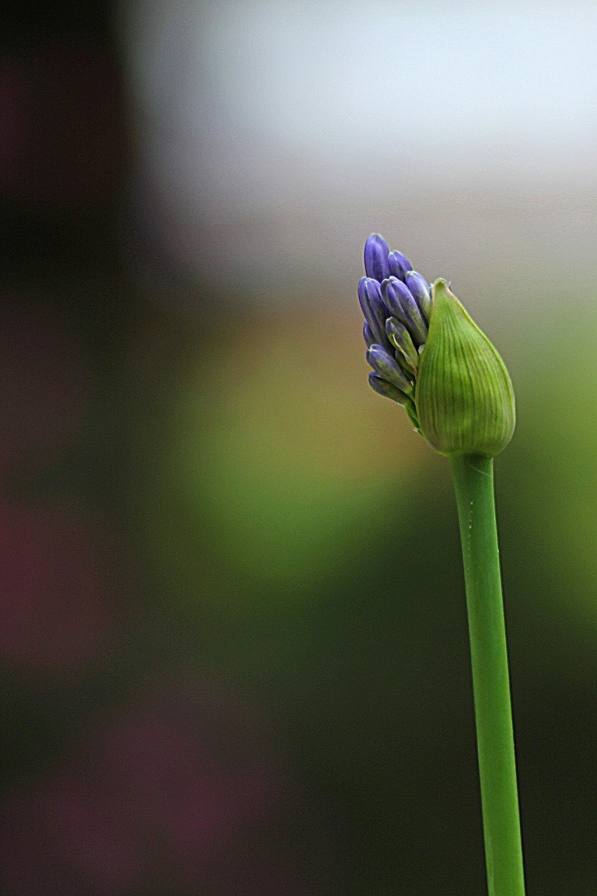 flower agapanthus floral free photo