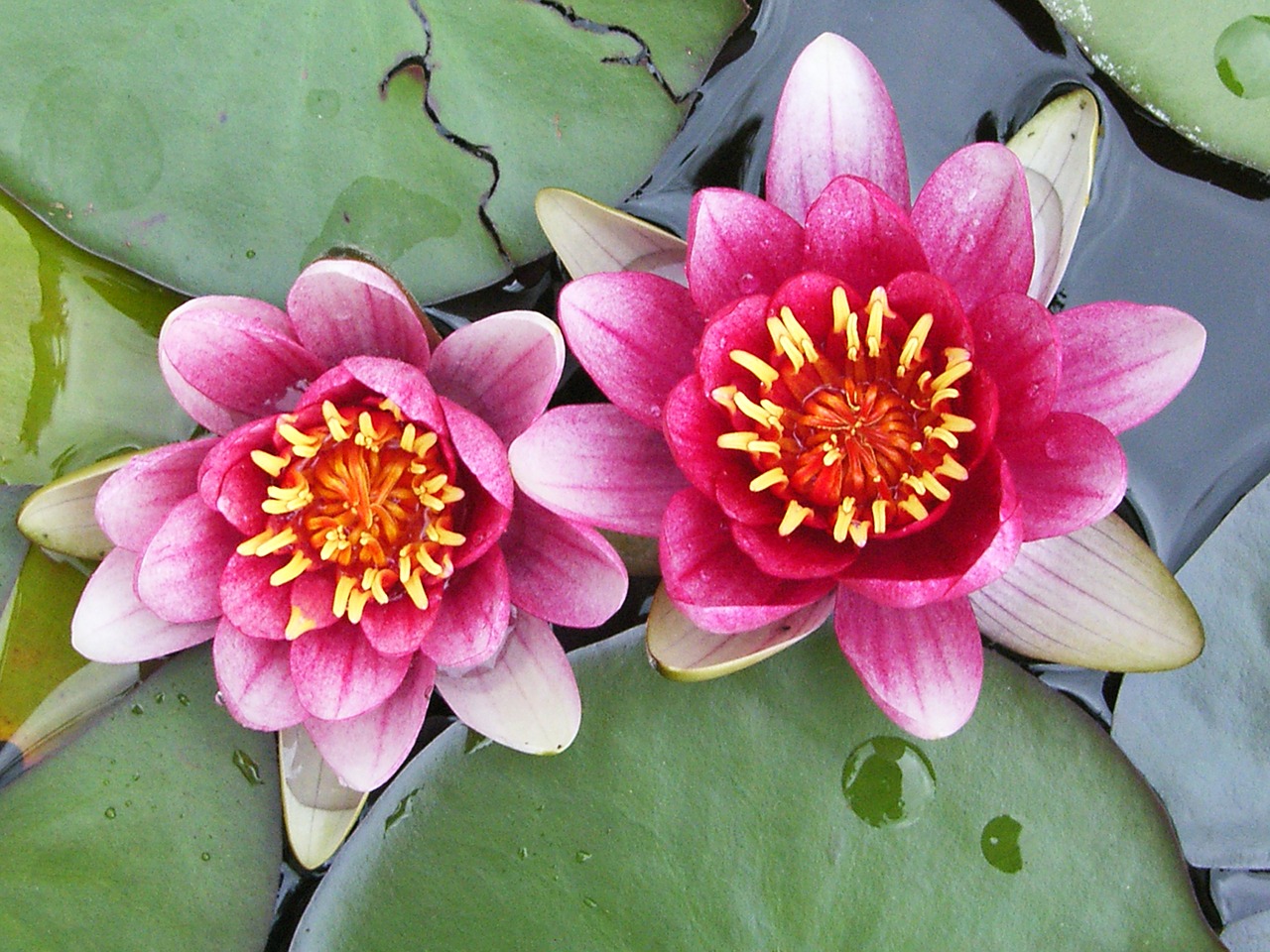 flower plant blossom free photo