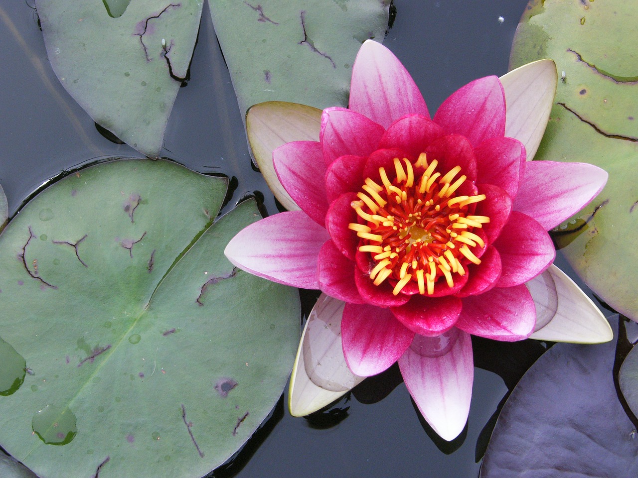 flower plant blossom free photo