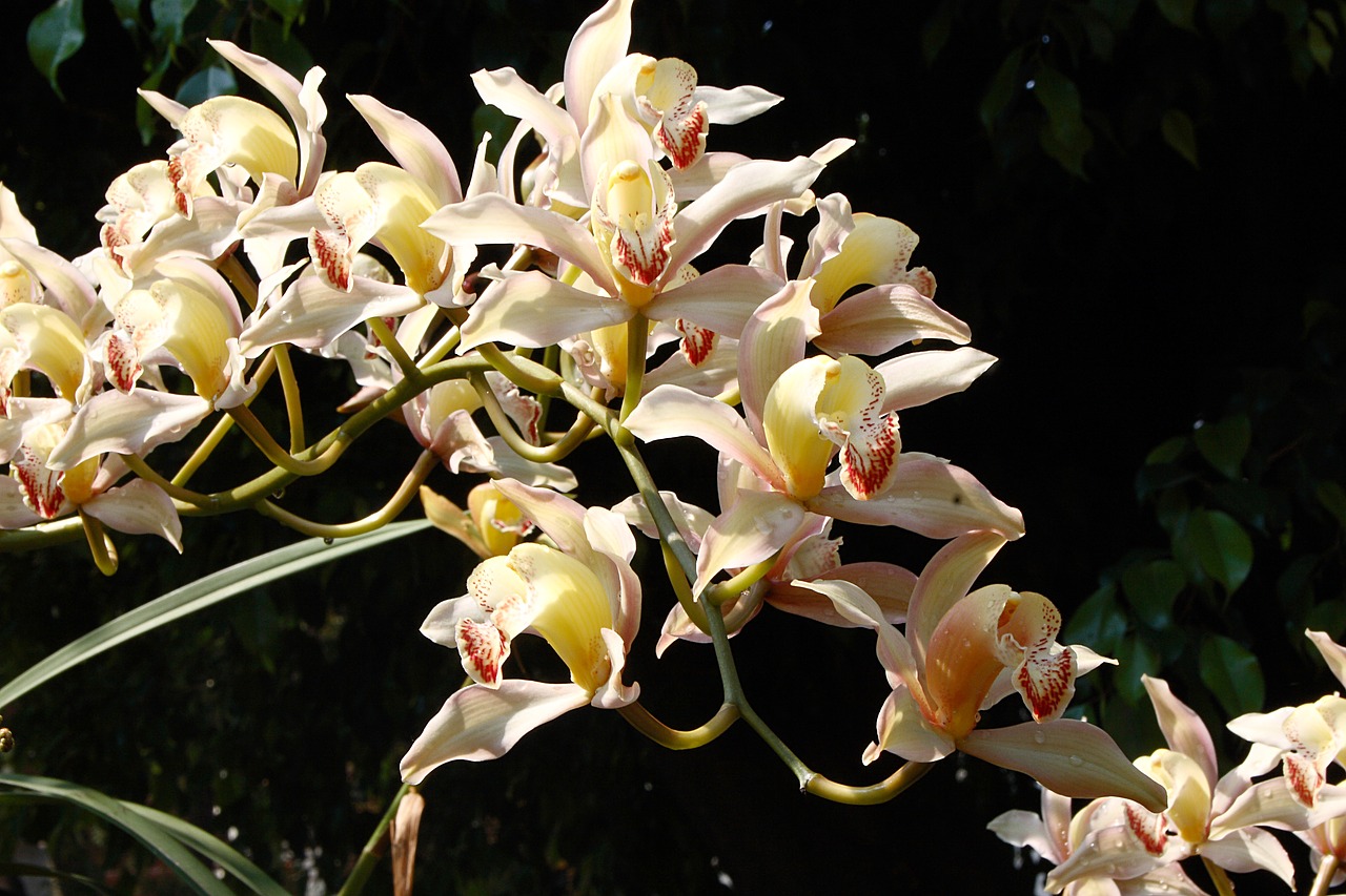 flower orquidea arrangement free photo