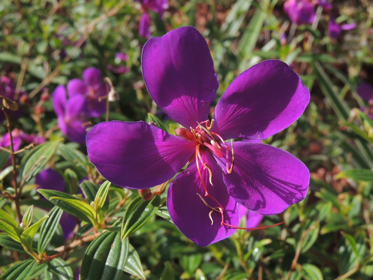 flower purple nature free photo