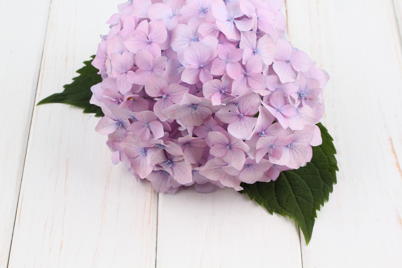 hydrangea flower white free photo