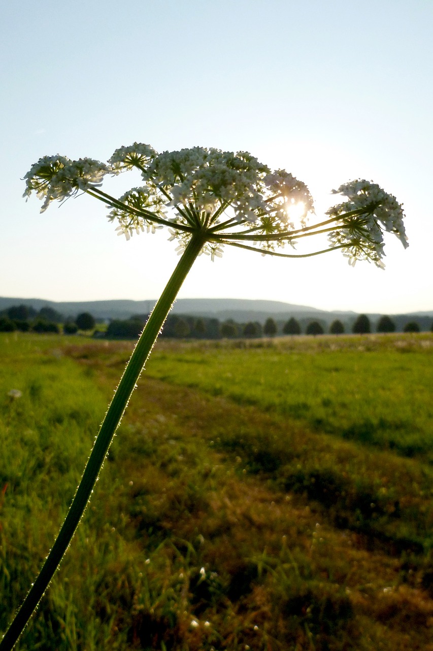 flower yarrow nature free photo