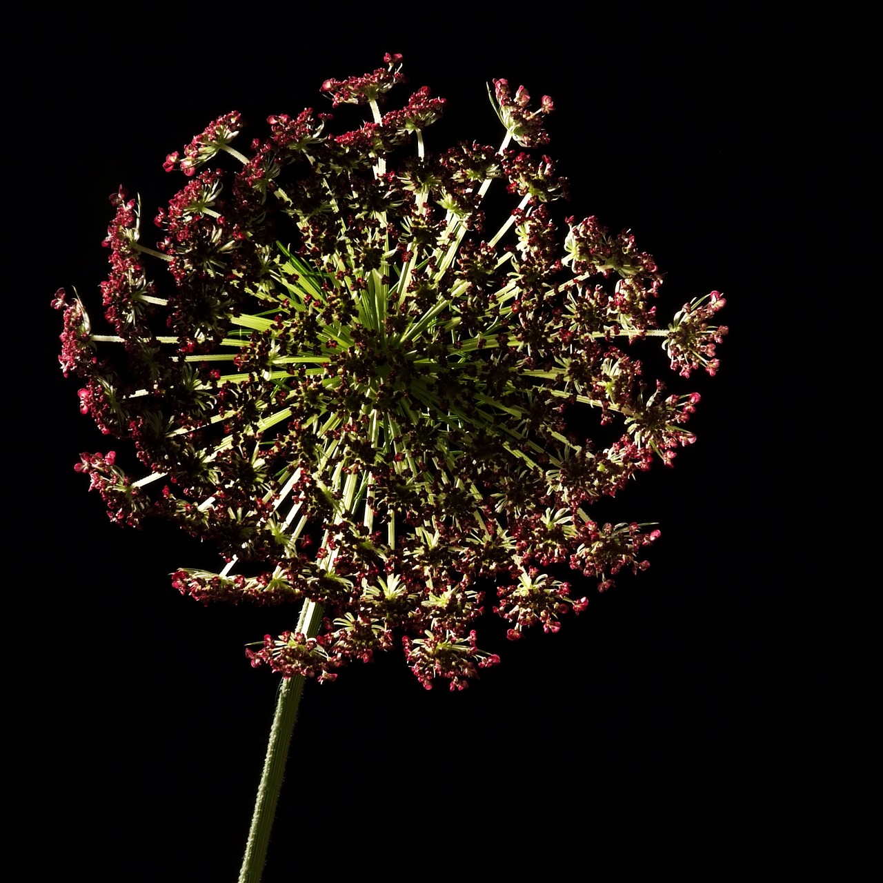 flower studio lighting free photo