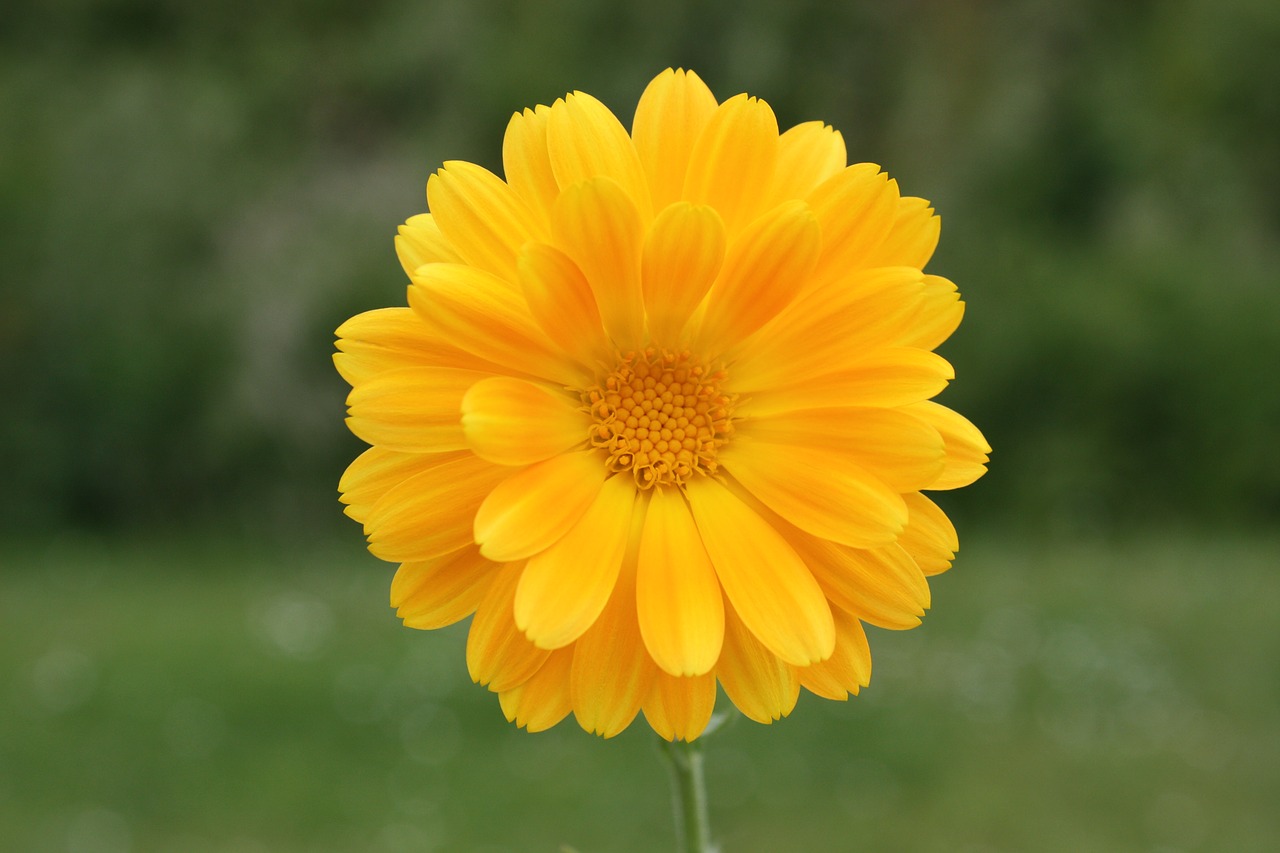 flower yellow spring free photo