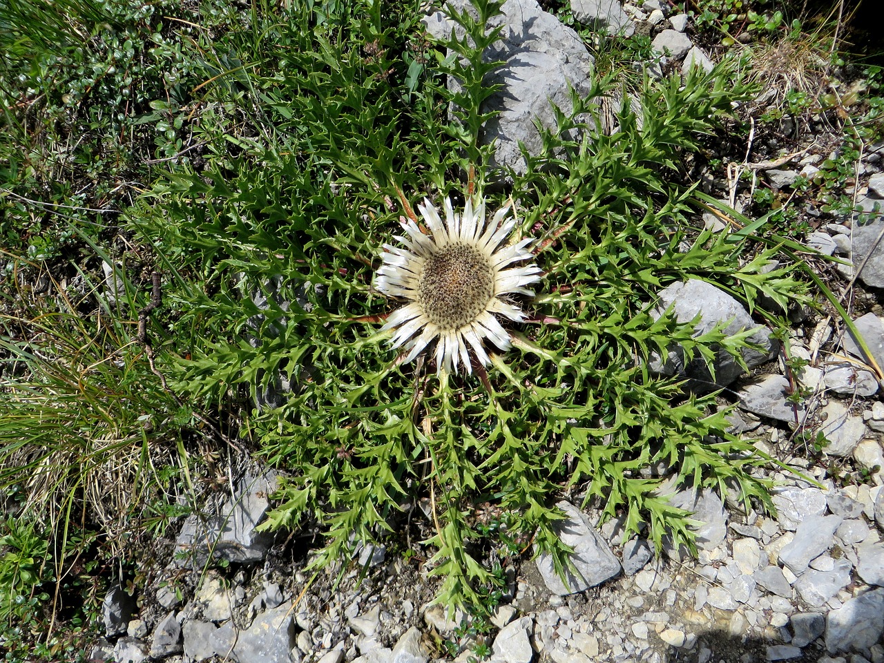 flower flora mountain thistle free photo