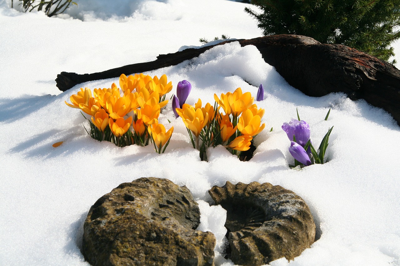 flower winter crocus free photo