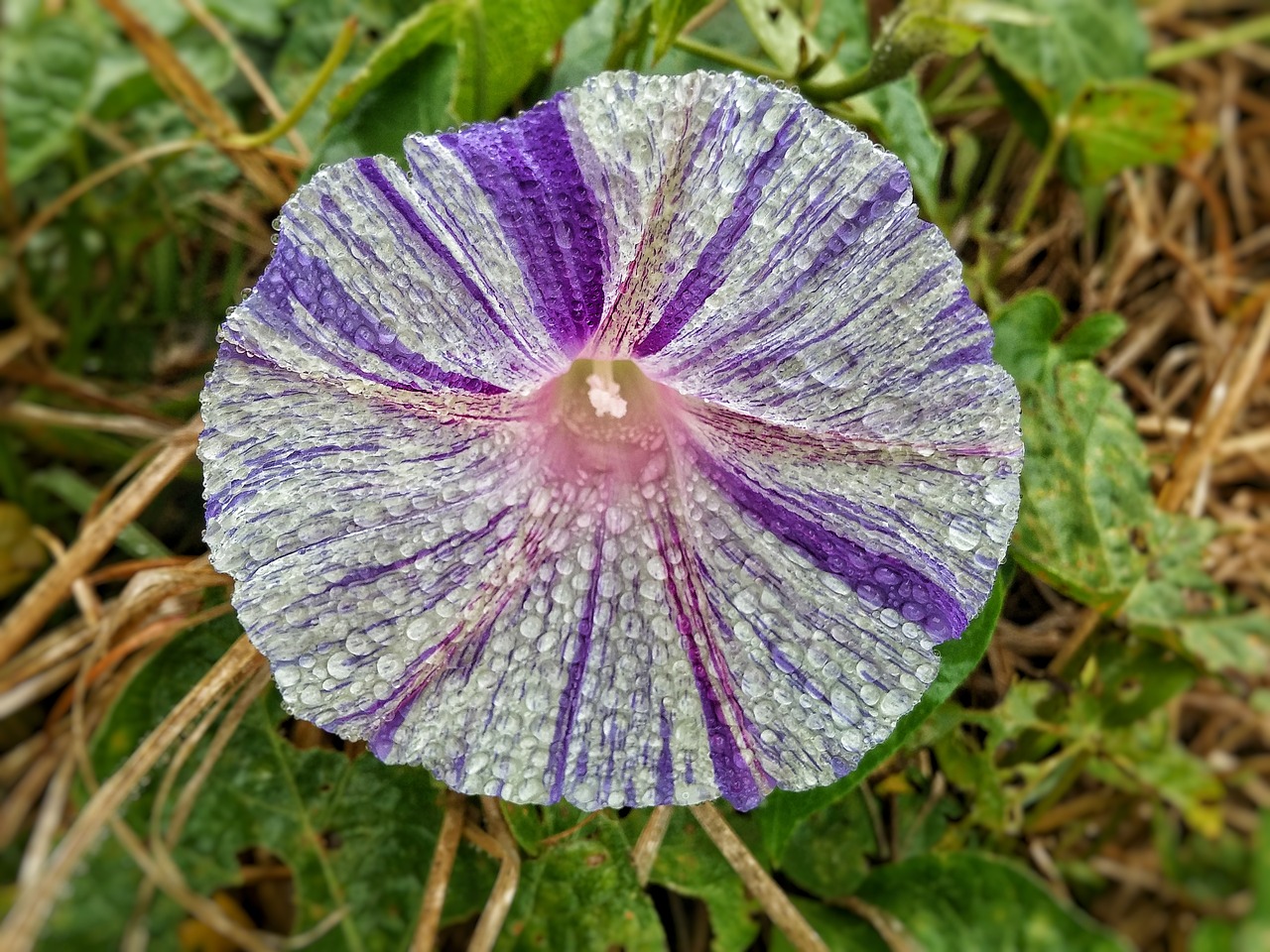 flower flower with drops white with lilac free photo