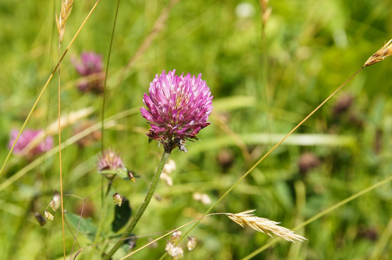 flower grass austria free photo