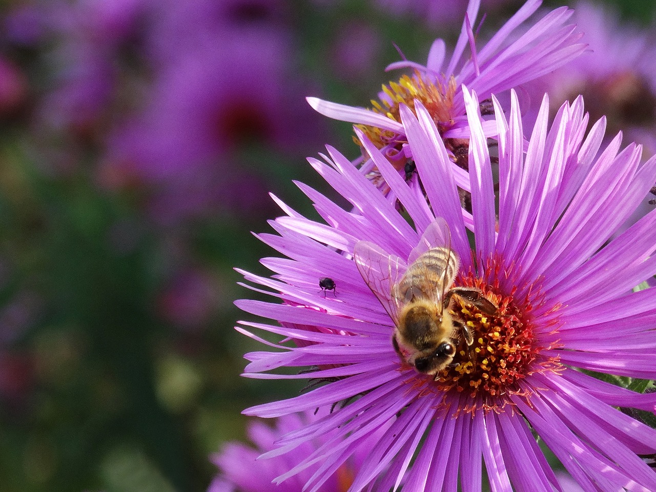 flower bee summer free photo