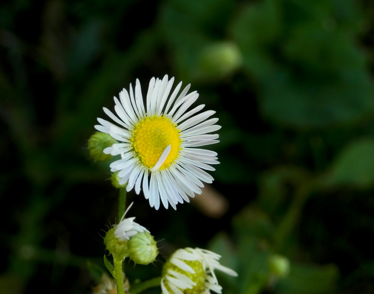 flower yellow gardening free photo