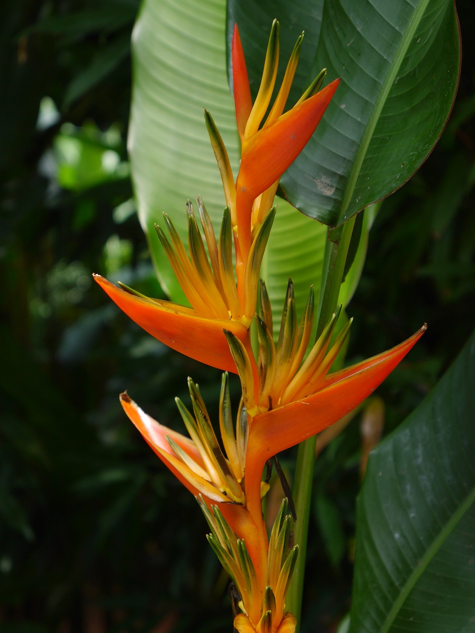 heliconia flower orchid free photo