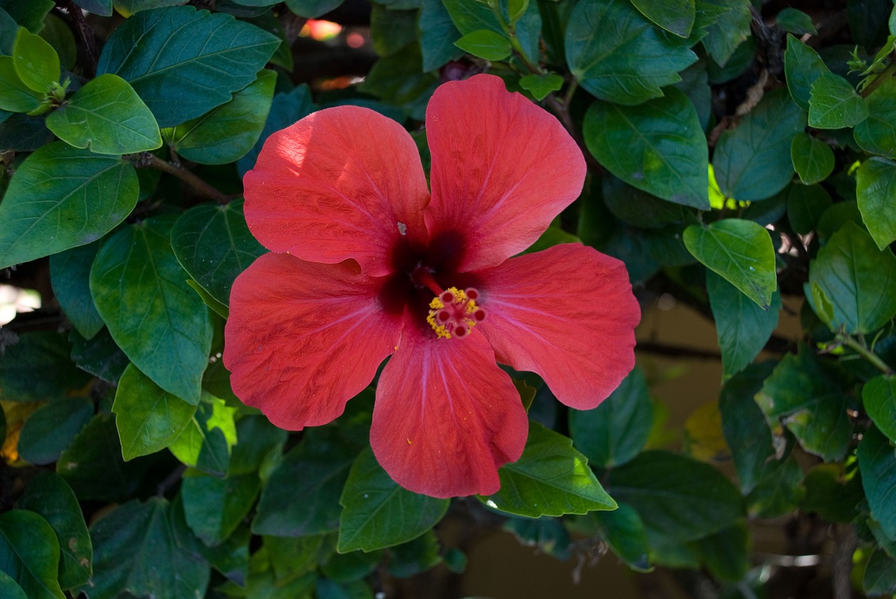 hibiscus flower red free photo