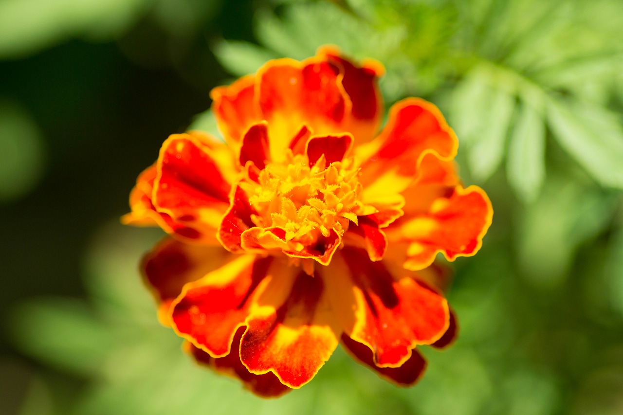 flower macro blossom free photo