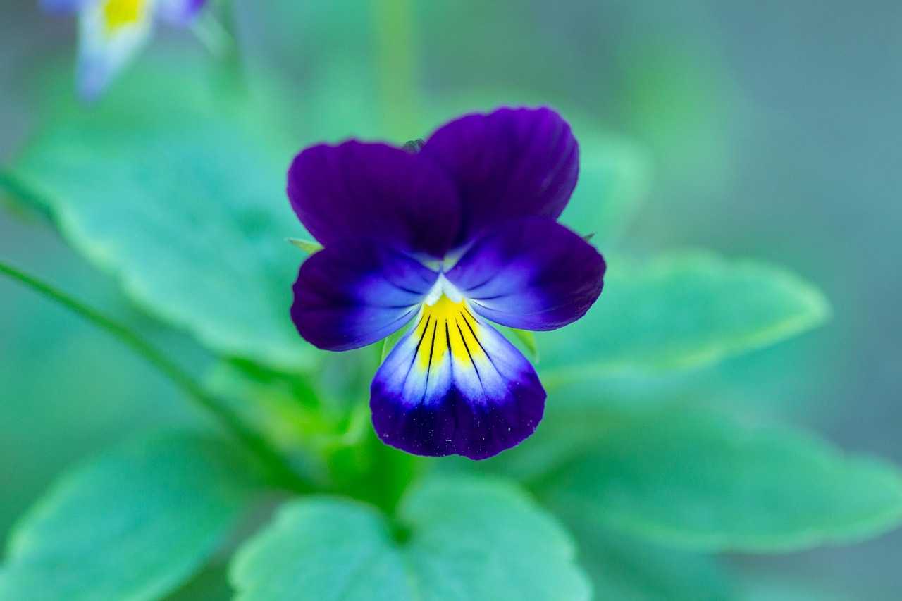 flower macro blossom free photo