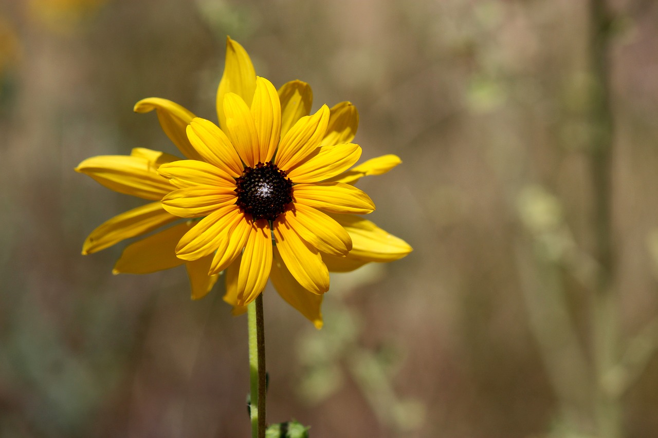 flower yellow yellow flowers free photo