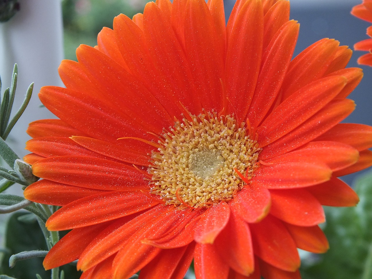flower orange summer free photo
