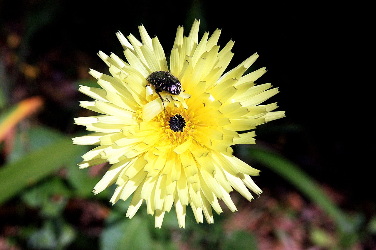 flower insect garden free photo