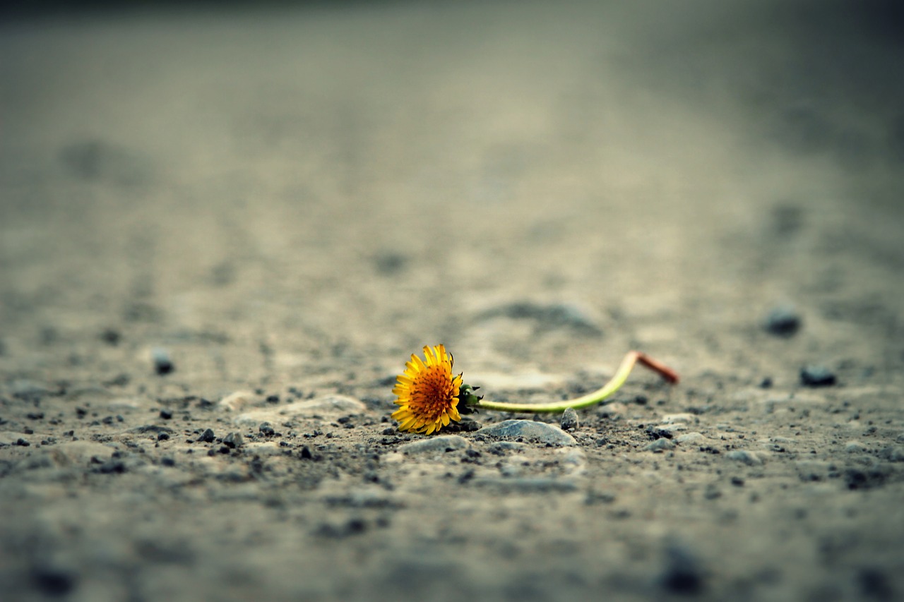 flower road dandelion free photo