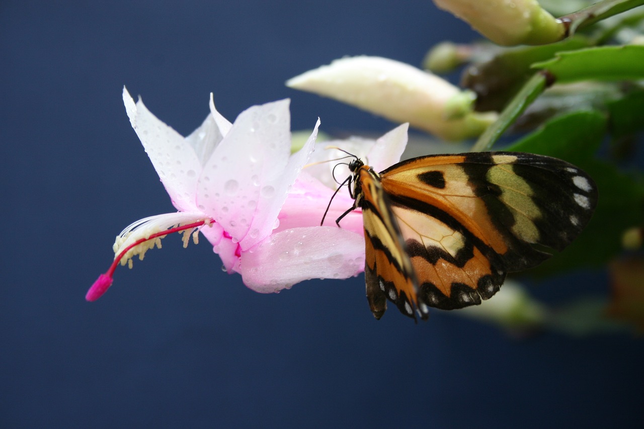 flower nature butterfly free photo