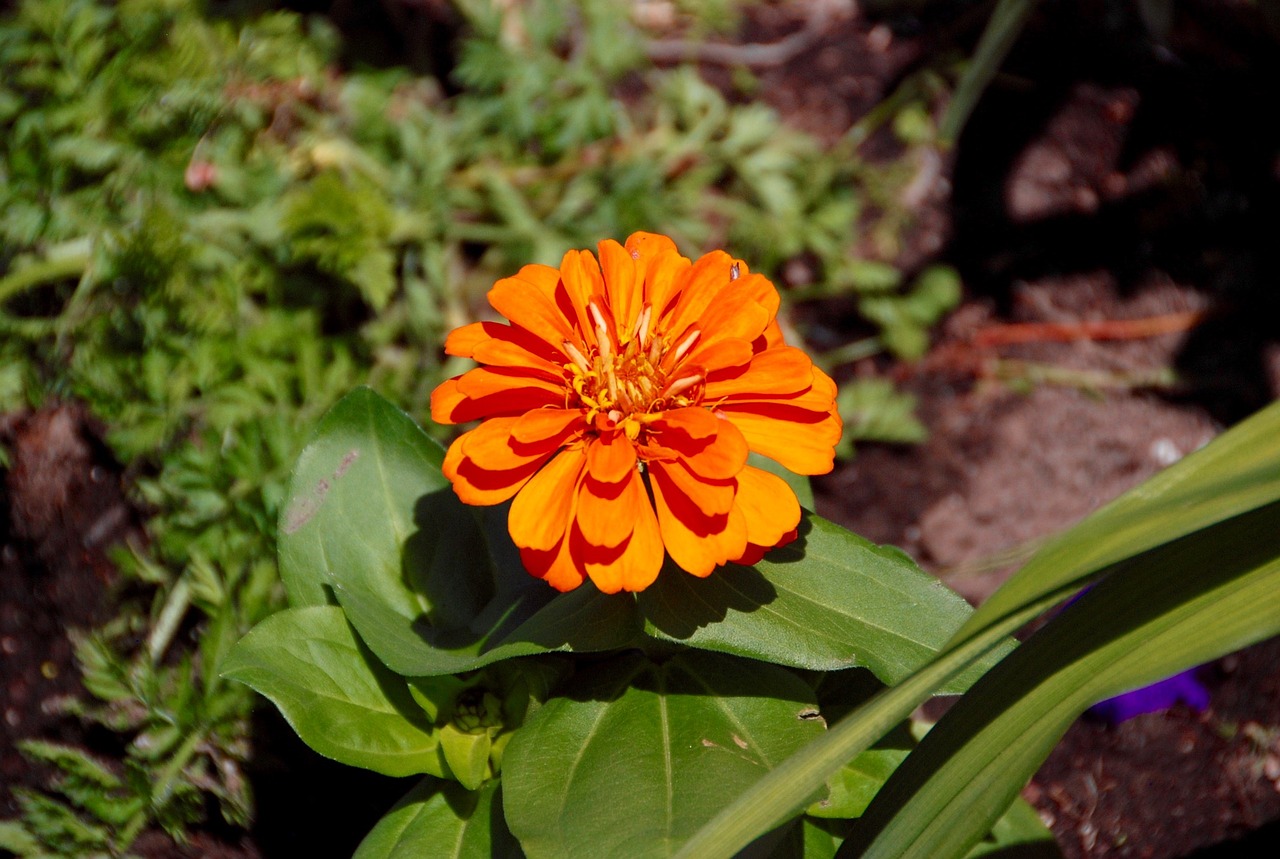 marigold flower orange free photo