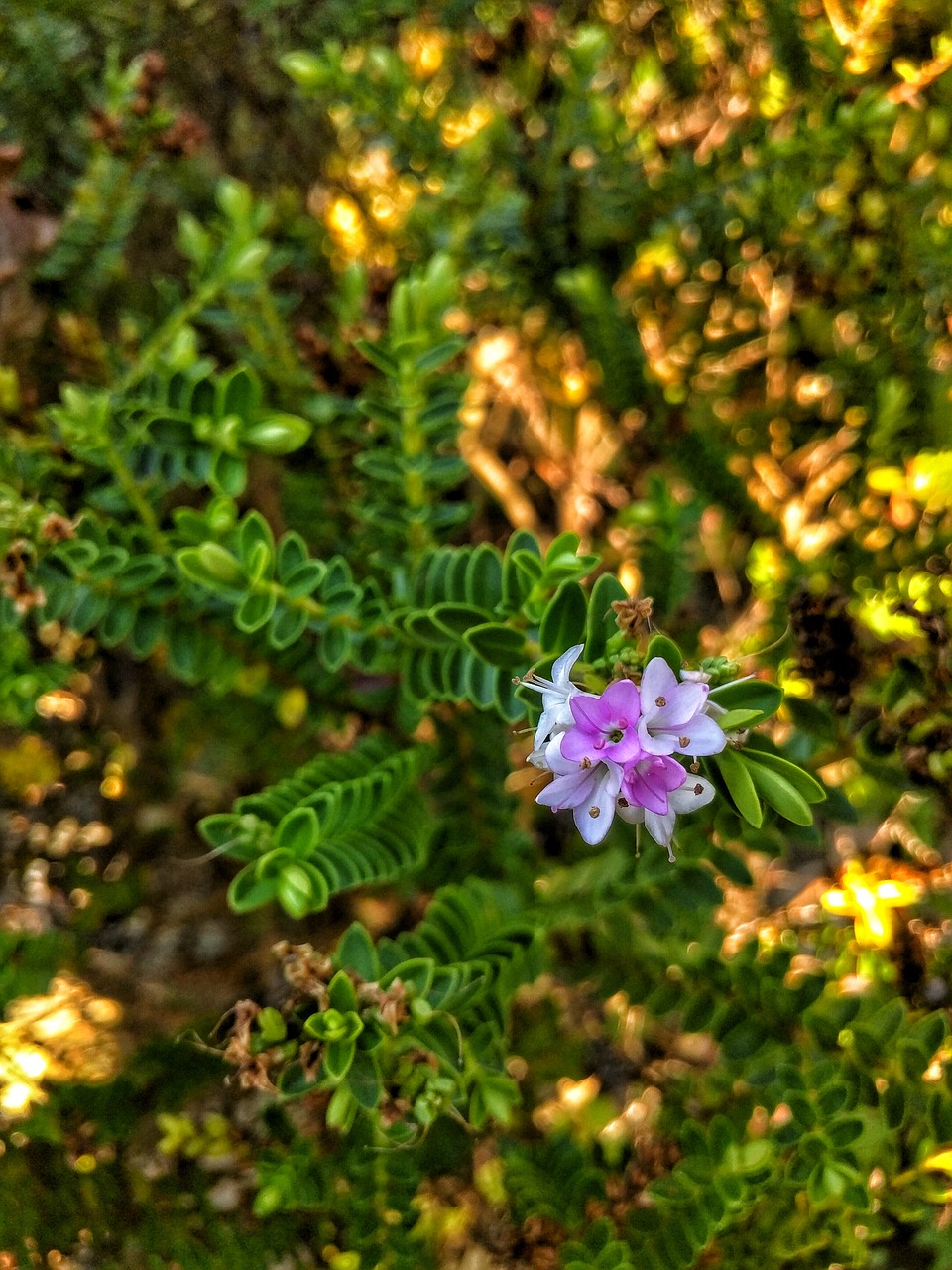 flower plant garden free photo