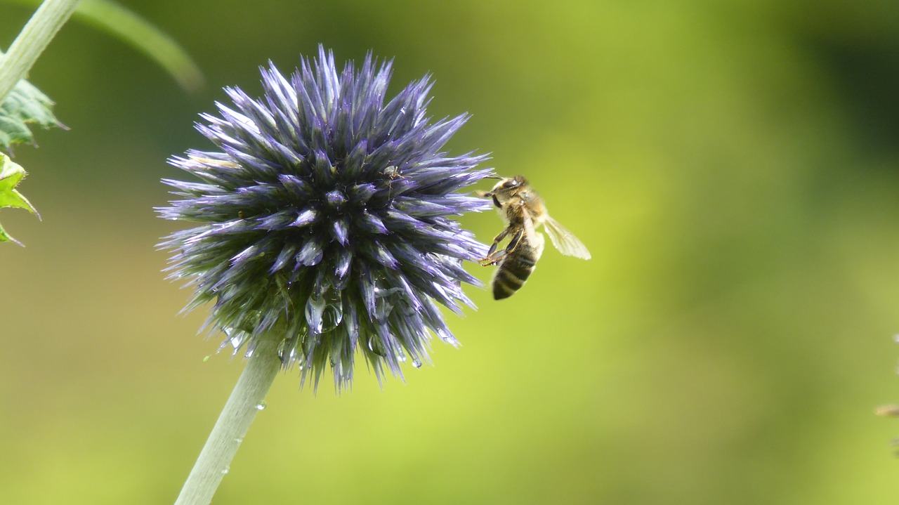 flower bee meadow free photo