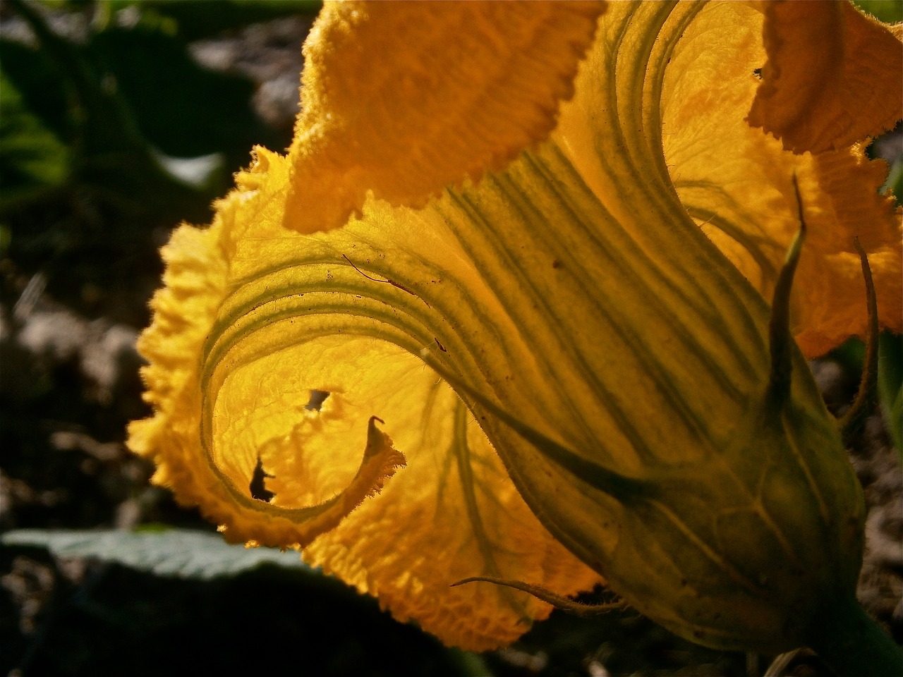 flower pumpkin vegetable free photo