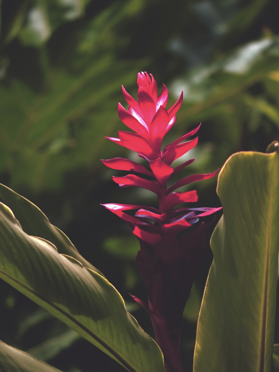 ginger plants flower red free photo